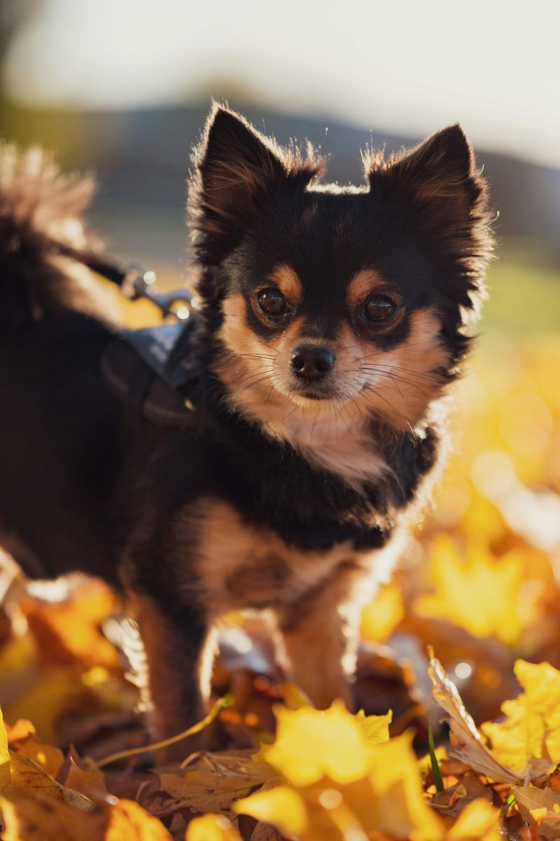 21 Interesting Facts About the Chihuahua - Small in Size, Big in Personality 3 Variety of Coats