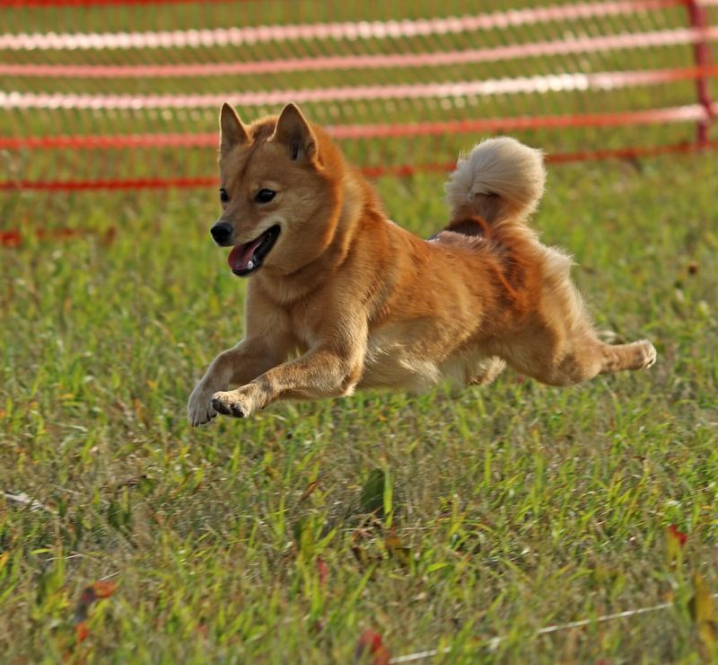 11 Dog Breeds That Represent Their Countries and Carry National Pride 4 Finnish Spitz (Finland)