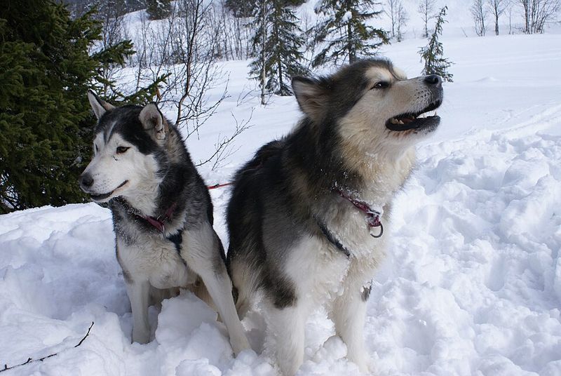 13 dog breeds people fall in love with for the wrong reasons - and regret choosing for the same ones 2 Siberian Husky