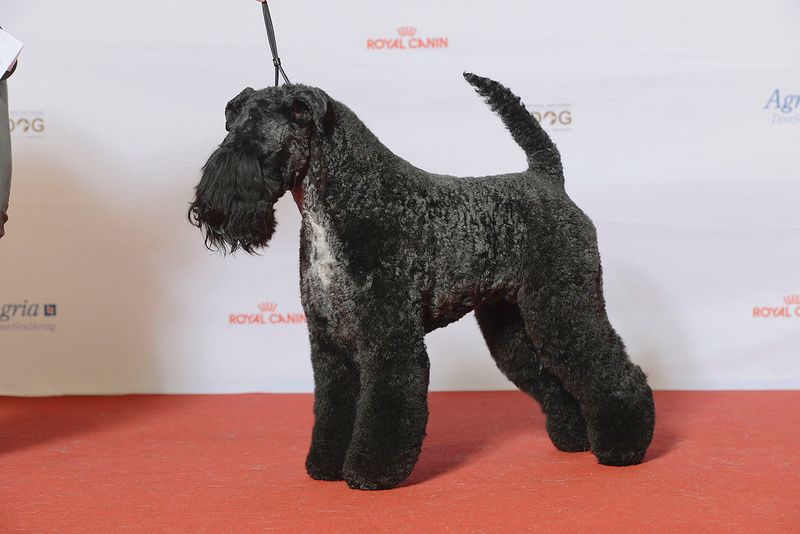 Hate dog hair everywhere? These 14 breeds make life noticeably easier 9 Kerry Blue Terrier