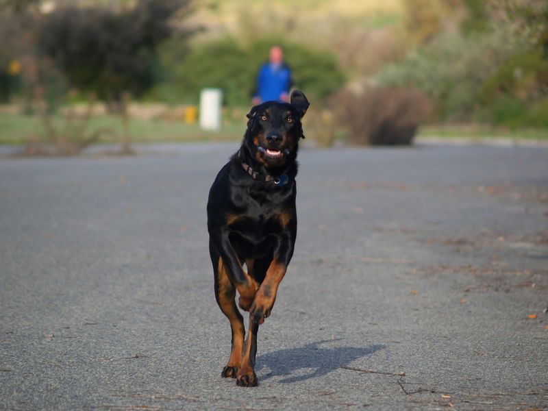 These 12 dog breeds experience the world one smell at a time - plus 3 that rarely miss a clue 6 Black and Tan Coonhound