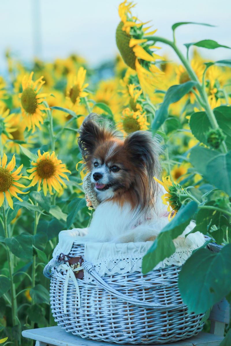 Skip the expert-level challenge for your first dog - these breeds may give beginners room to actually enjoy learning 7 Papillon