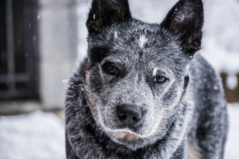 Australian Cattle Dog