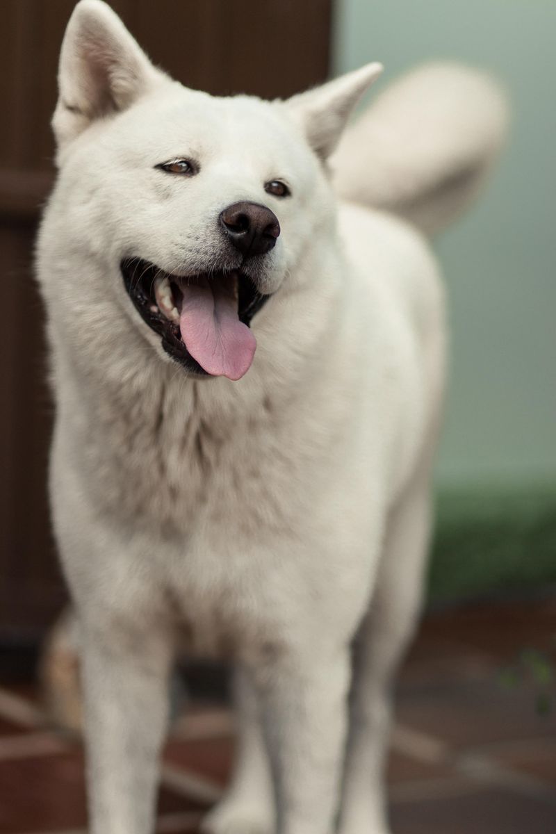 Some dogs can live beautifully with cats - These breeds may make compatibility more complicated 6 Akita