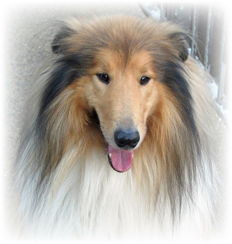 Collie