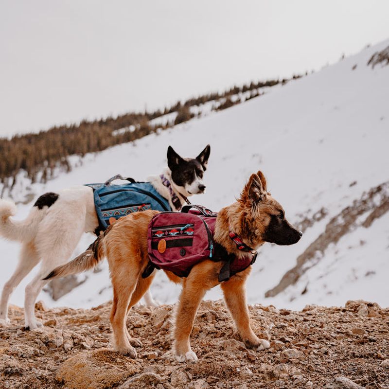 Doggy Backpack