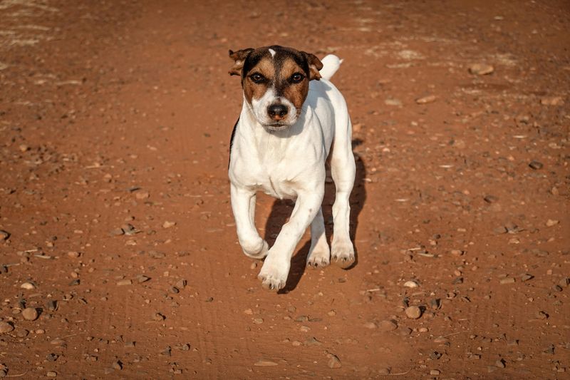 25 Small Dog Breeds That Combine Courage with Endless Energy 2 Jack Russell Terrier