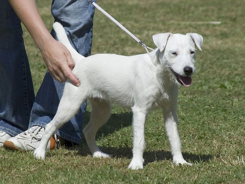 Parson Russell Terrier
