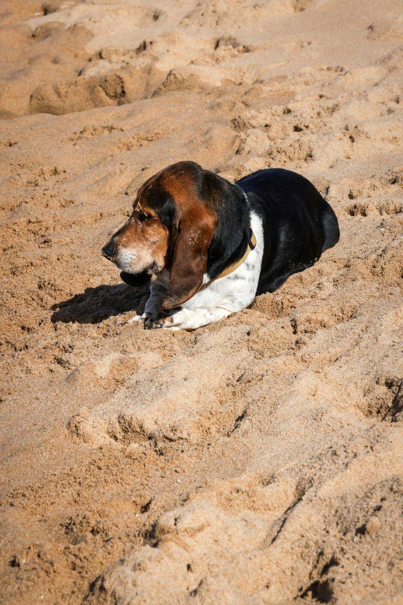 Basset Hound