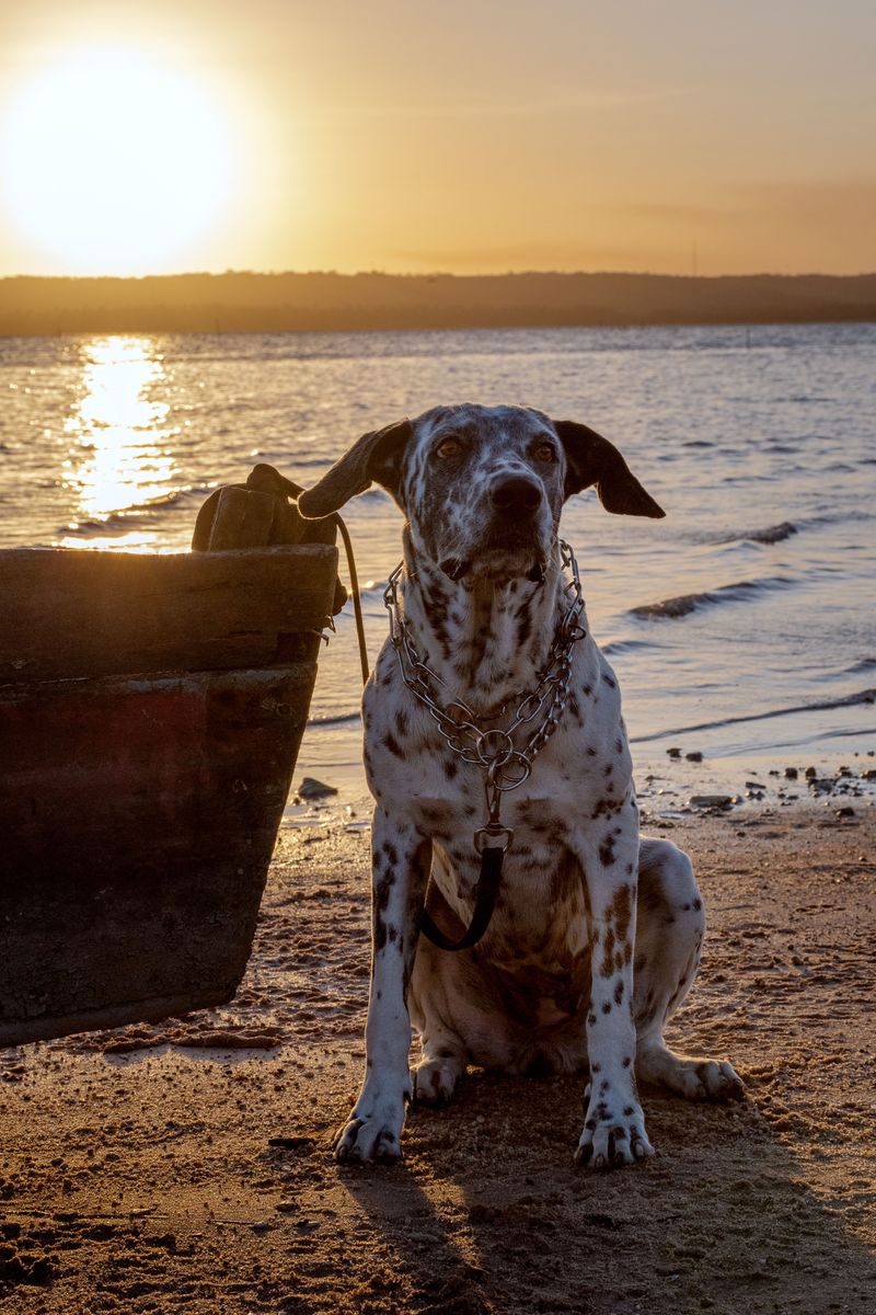 13 dog breeds people fall in love with for the wrong reasons - and regret choosing for the same ones 3 Dalmatian