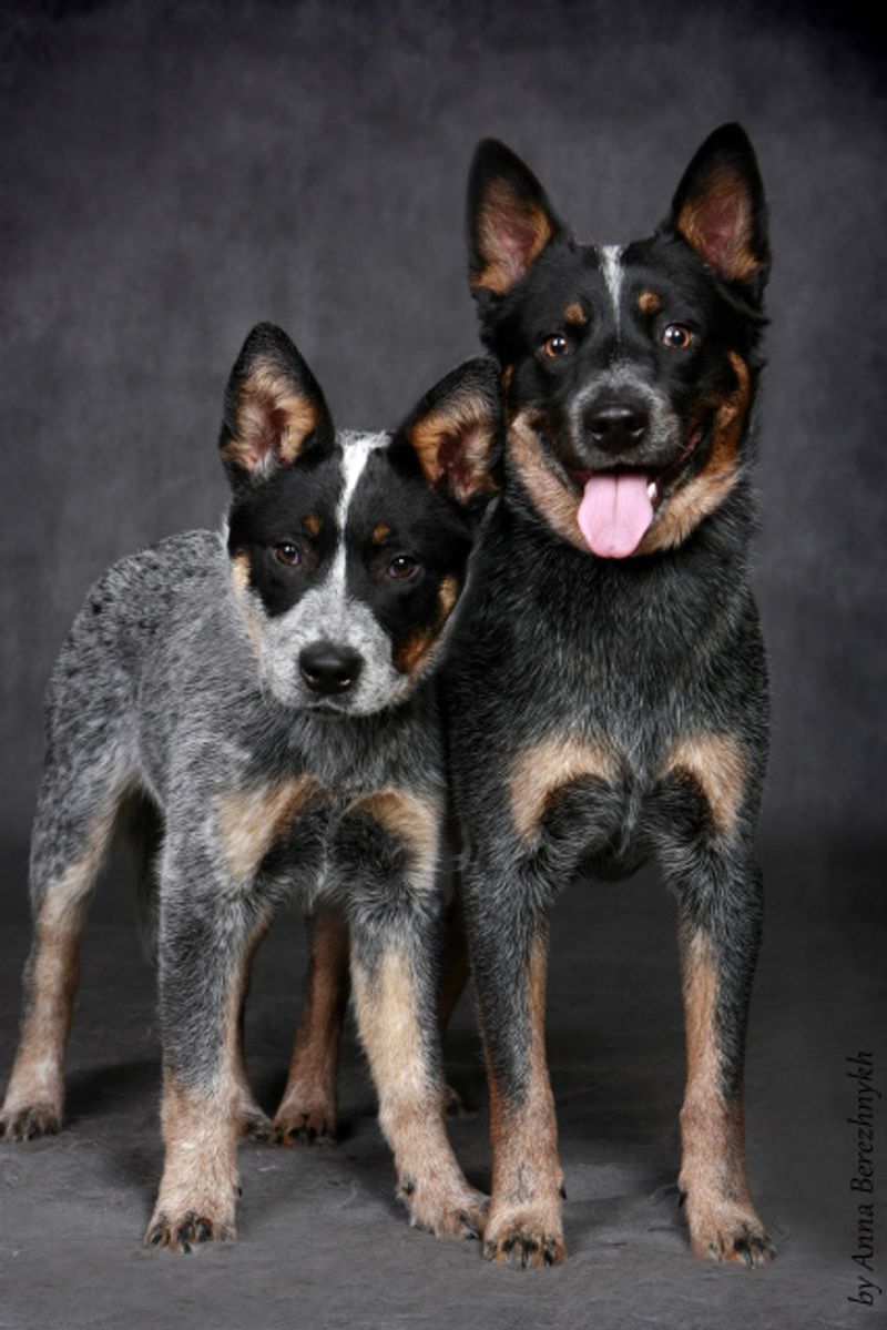 These 13 dog breeds do not simply exercise - they perform like serious athletes 7 Australian Cattle Dog