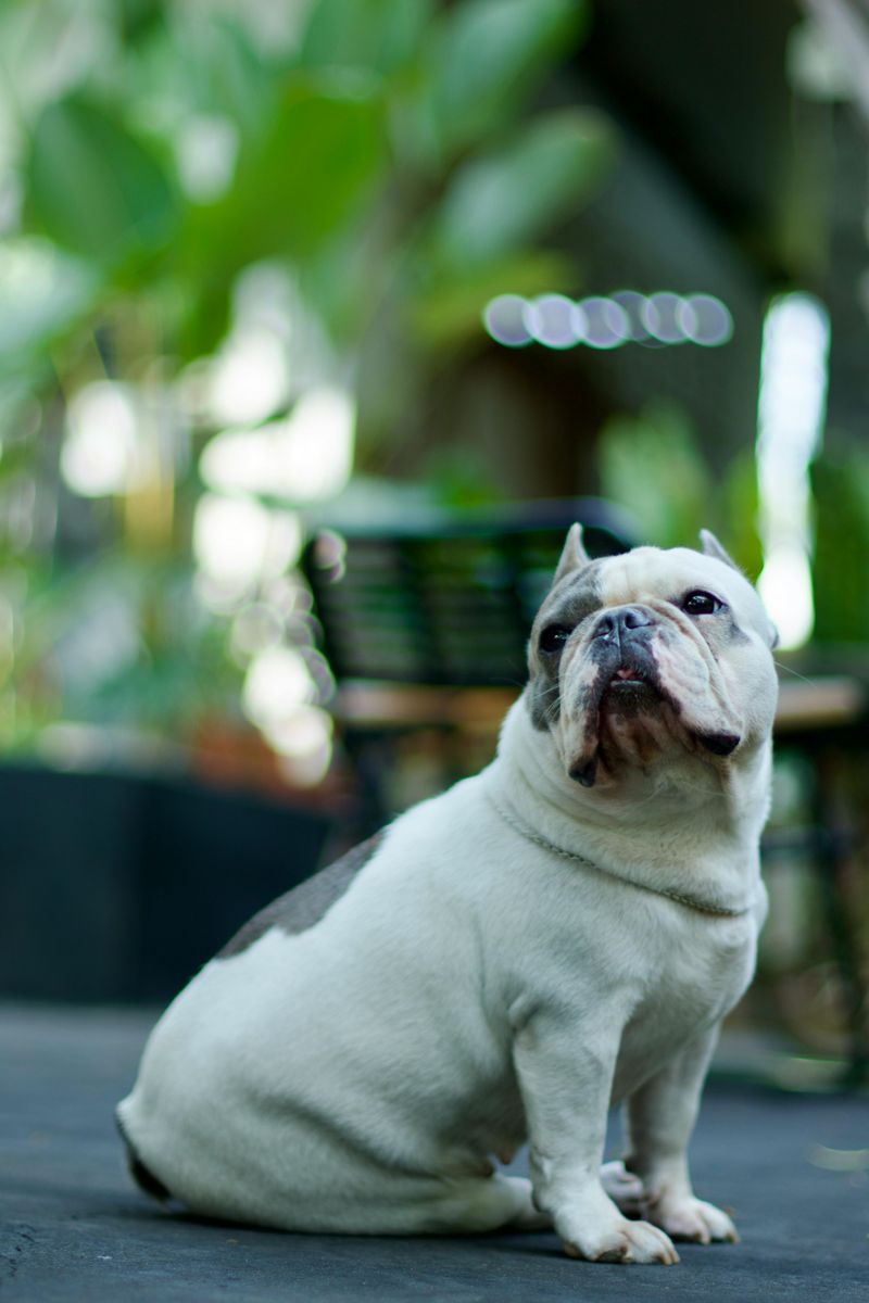 Bulldog