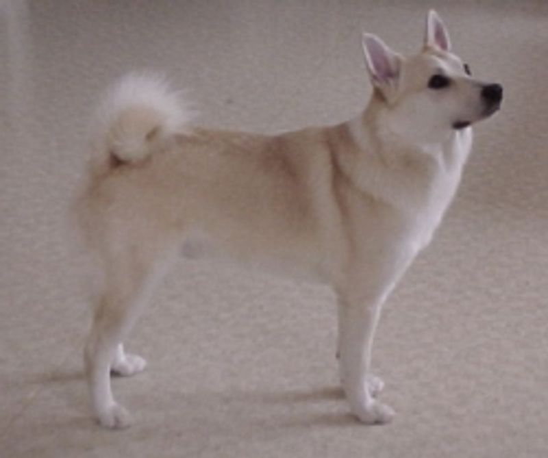 “Clicker Training Is Useless” Takes Are Going Viral - 14 Breeds Owners Mention Most in “It Didn’t Work” Threads 15 Norwegian Buhund