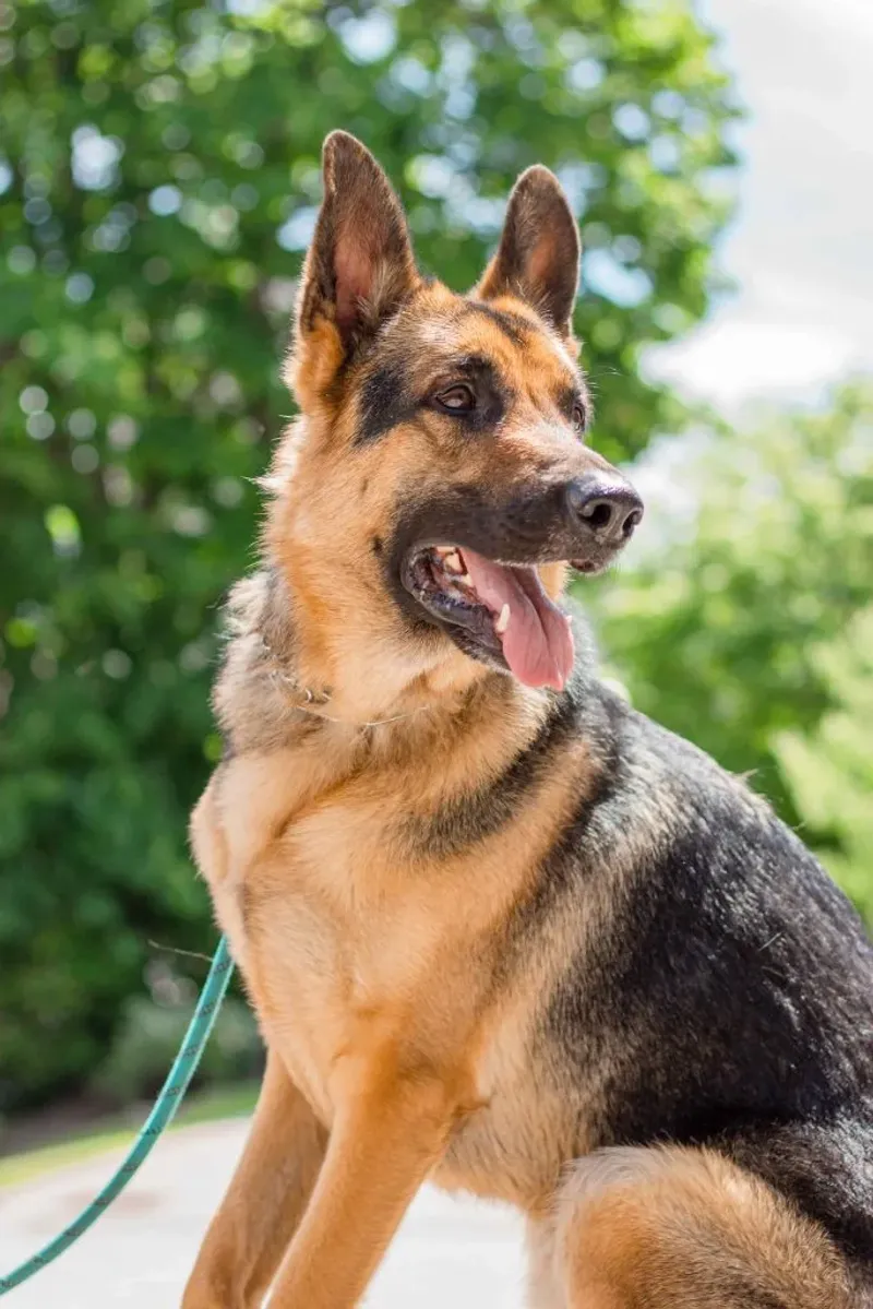 12 dogs that become far easier to live with once routines are respected and maintained 6 German Shepherd