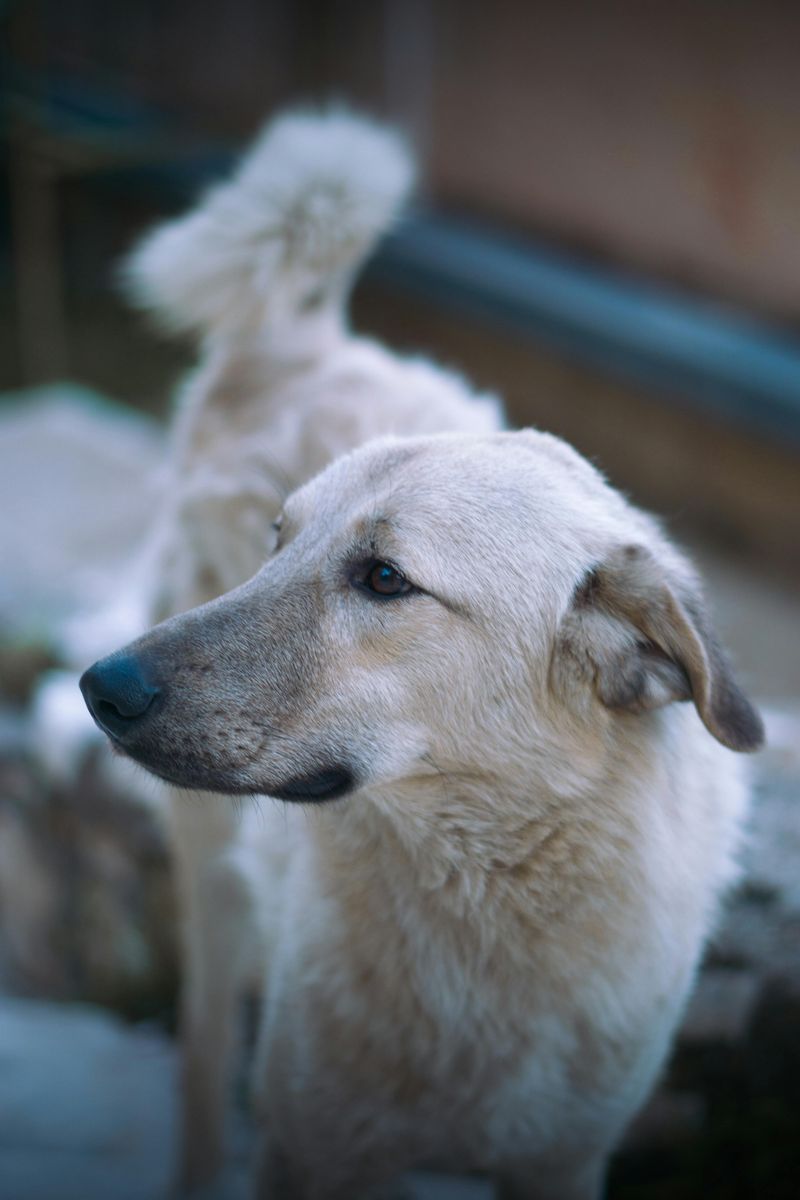 15 Guardian Dog Breeds Known for Their Protective Nature 8 Anatolian Shepherd