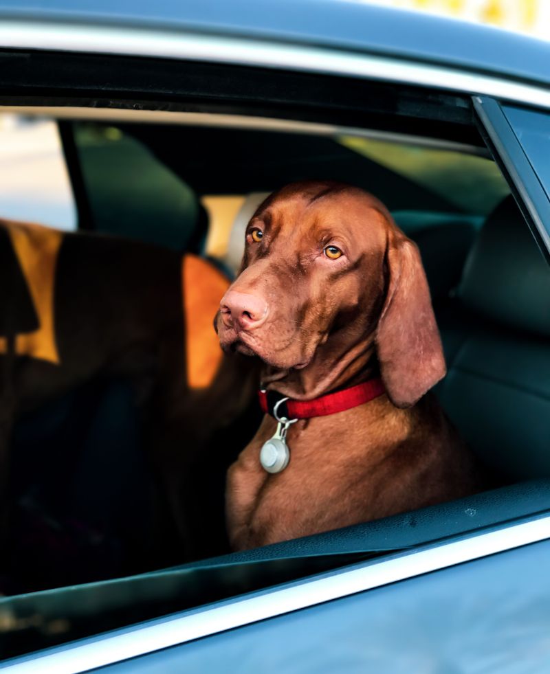 Some dog breeds form such deep bonds that goodbyes never get easier 2 Vizsla