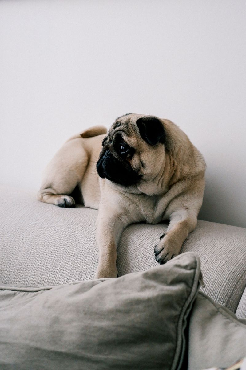 Short on space? These dog breeds may fit your home better than expected 4 Pug