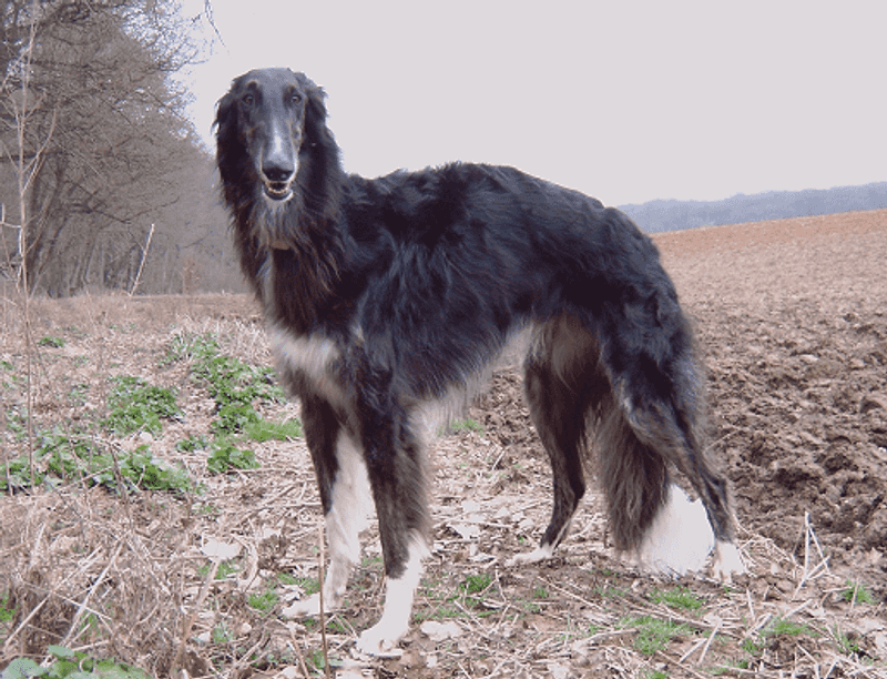 Borzoi