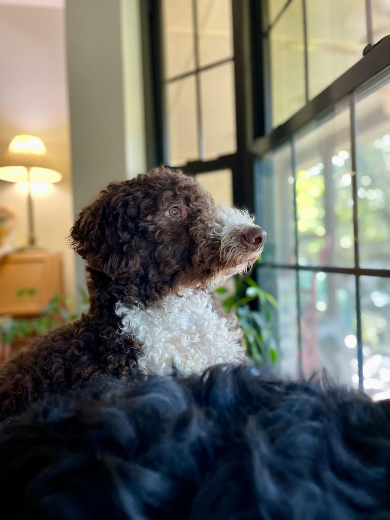 Portuguese Water Dog