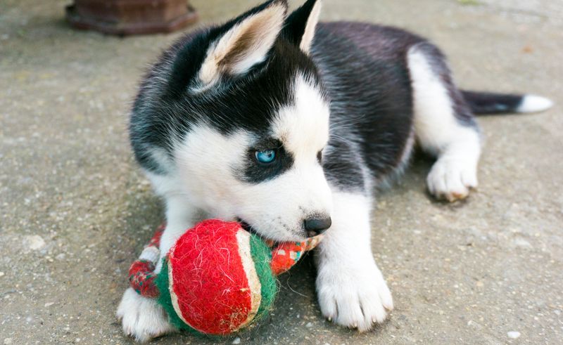 11 dog breeds known for powerful and constant chewing 8 Siberian Husky