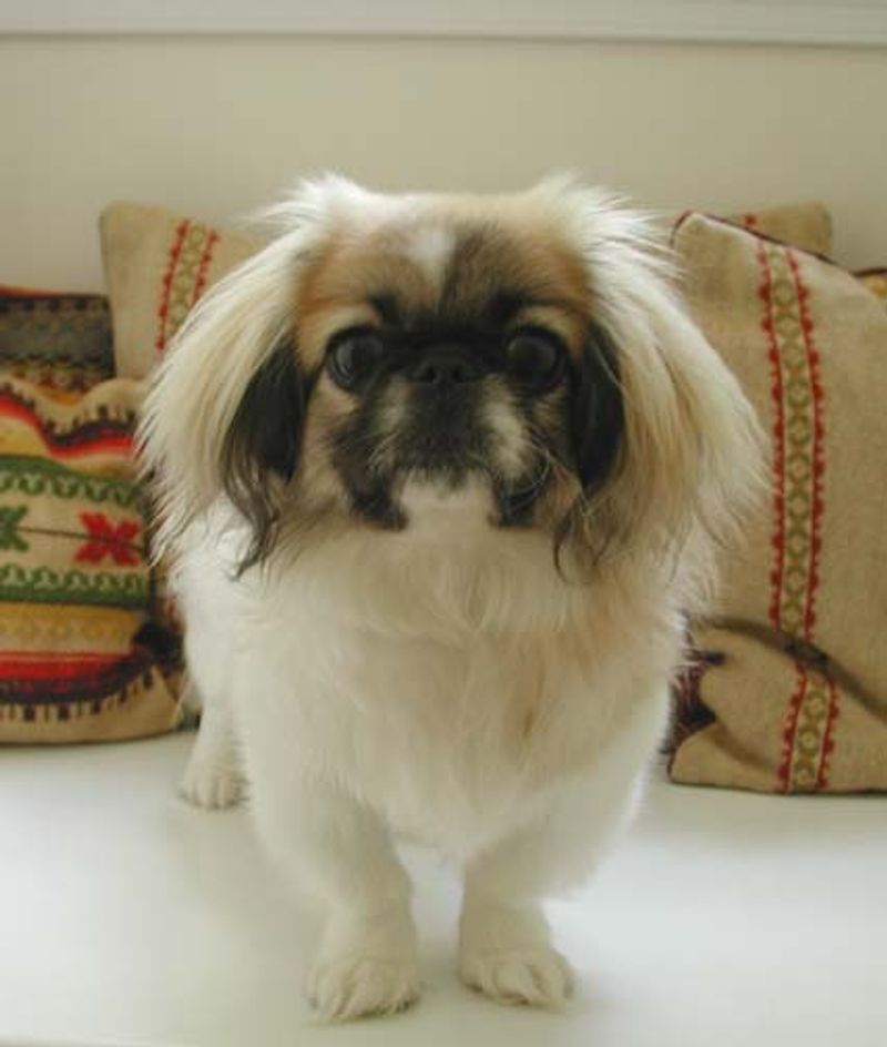 11 dogs that seemed to be everywhere when we were kids - but how many do you still see? 11 Pekingese