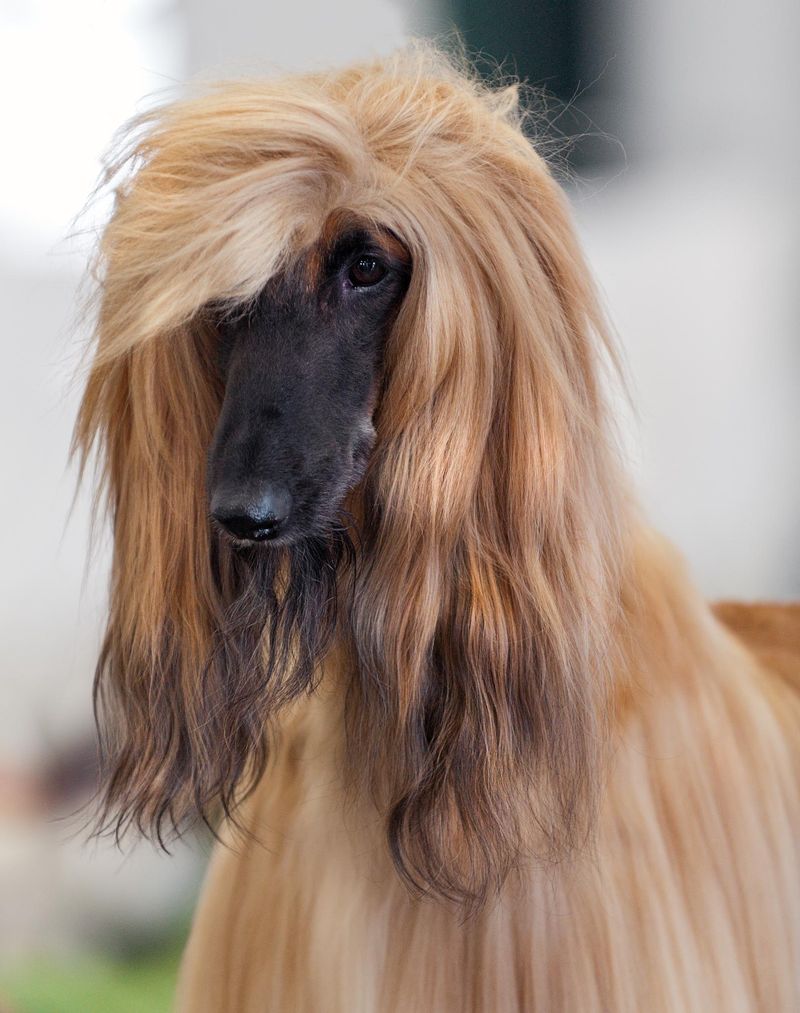 Poodles Aren’t the Only Hypoallergenic Dogs — Meet 24 More Allergy-Friendly Breeds 15 Afghan Hound