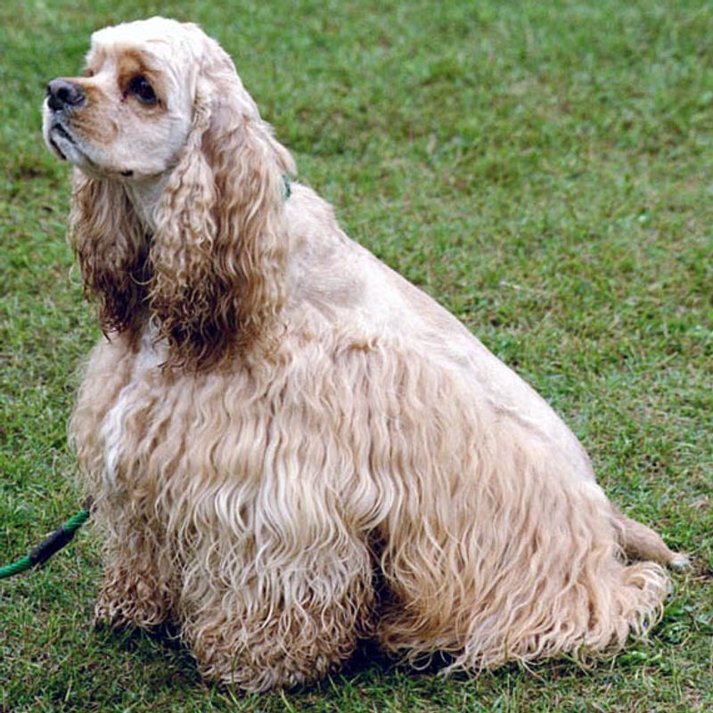The best dog for everyday life may be the one that doesn't demand your entire lifestyle change 8 Cocker Spaniel