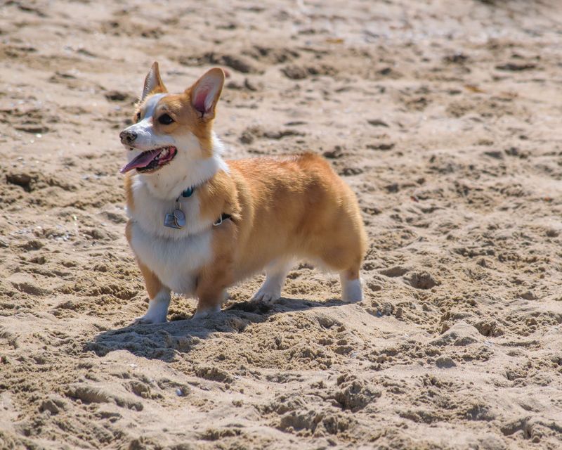 Spend years with one of these dogs and you may start wondering who copied whom 8 Pembroke Welsh Corgi - the busy supervisor