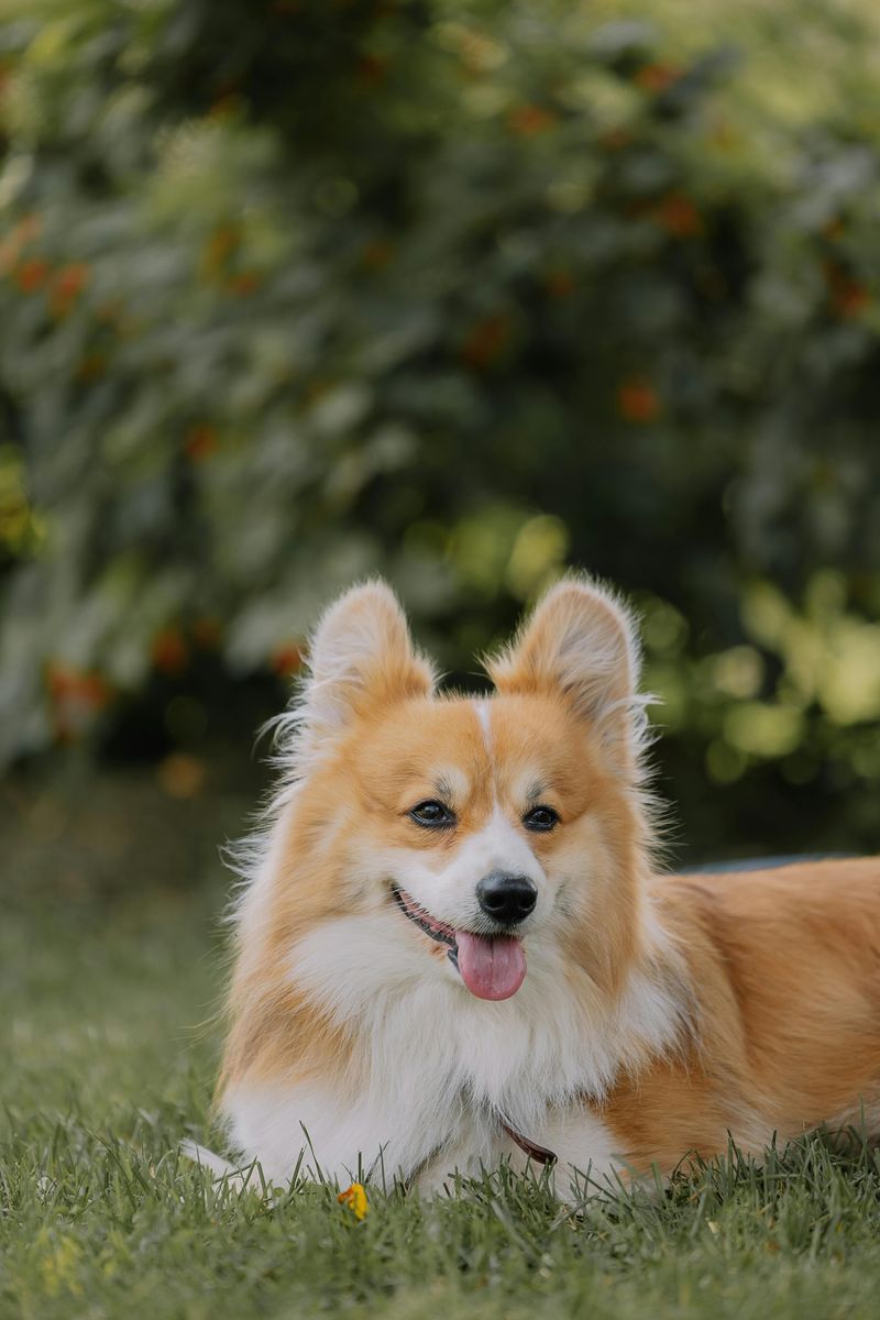 Pembroke Welsh Corgi