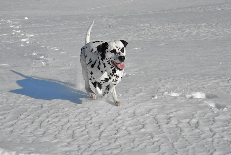 Dalmatian