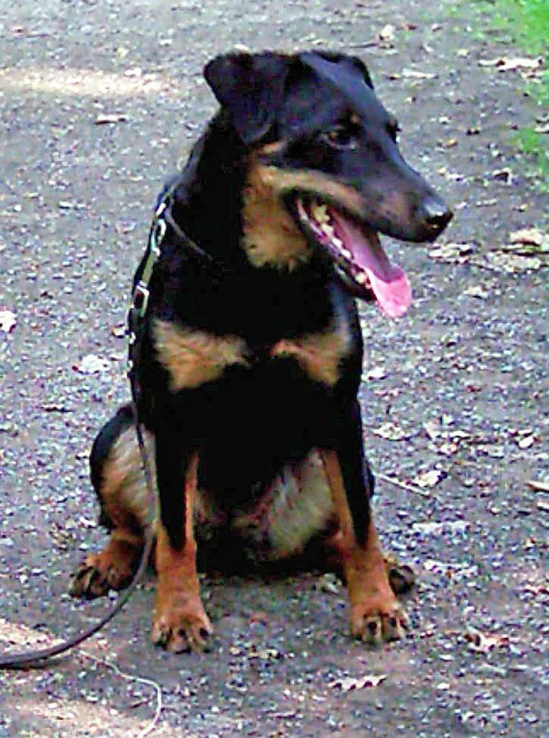 These dog breeds weren't developed for easy quarry - their hunting histories involved serious challenges 9 Jagdterrier