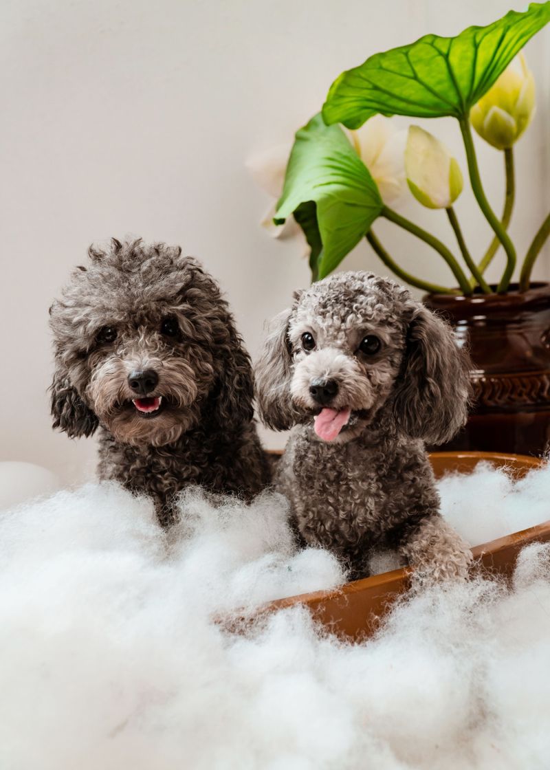 If your dog hates baths, these 9 changes make grooming day peaceful again 10 End With Something Great