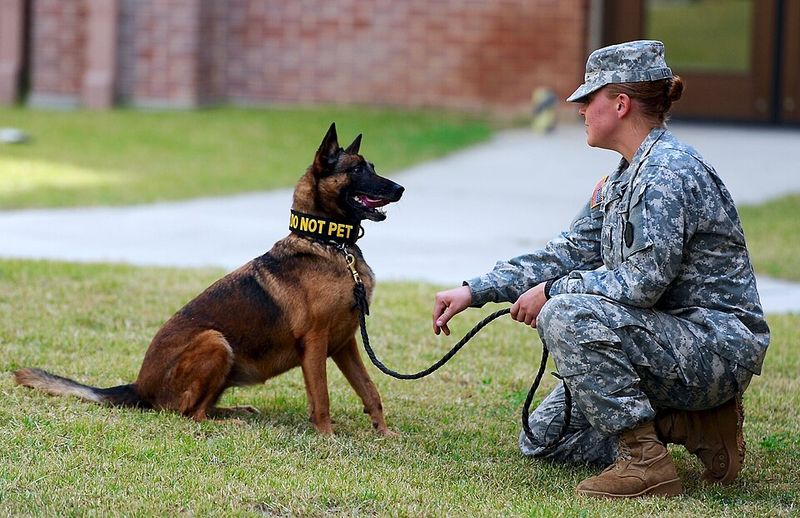 Belgian Malinois