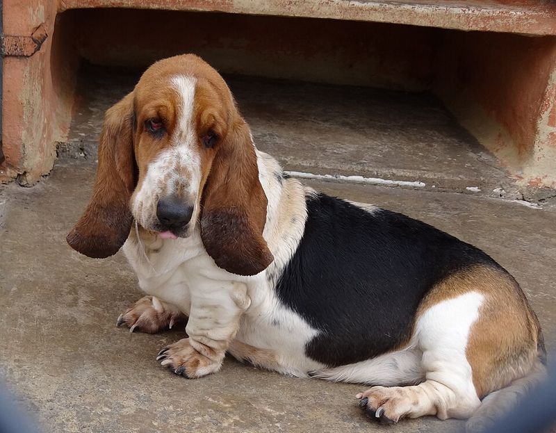 11 scent-aware dog breeds that notice new household smells immediately - plus 3 that rely less heavily on their noses 4 Basset Hound
