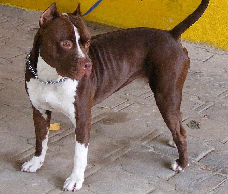 Pit Bulls are naturally aggressive.