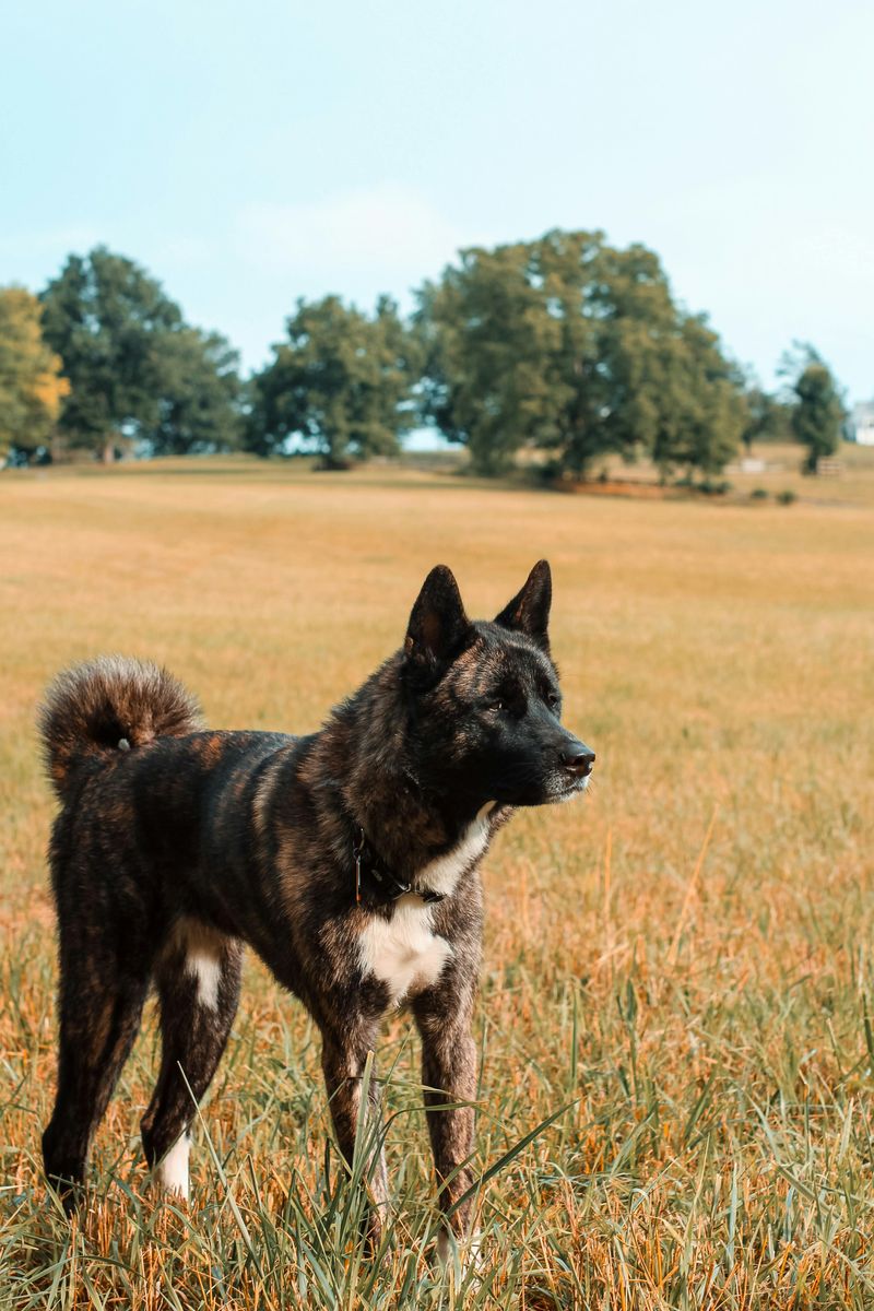 17 Guard Dog Breeds in America Ranked by Data 12 Akita
