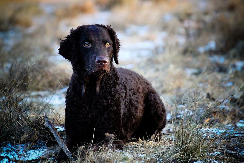 12 old-school dog breeds making an unexpected return - plus 3 vintage companions worth remembering 6 Curly-Coated Retriever