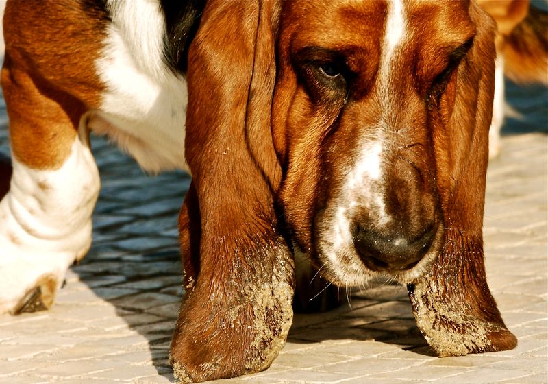 25 Most Expensive Dog Breeds to Buy and Maintain 19 Basset Hound