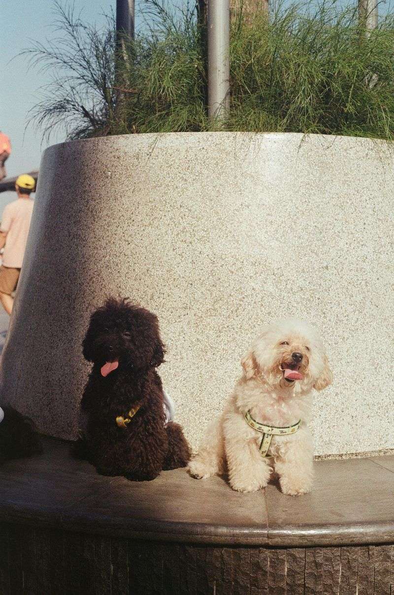 13 tiny companion dogs people instantly fall emotionally attached to 10 Toy Poodle