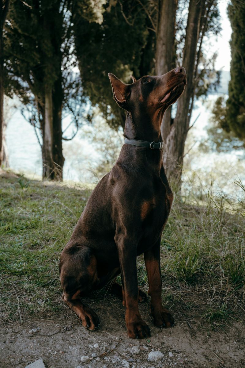 Doberman Pinscher