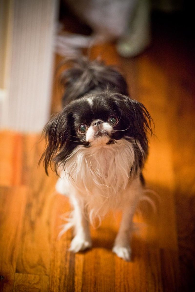 Japanese Chin