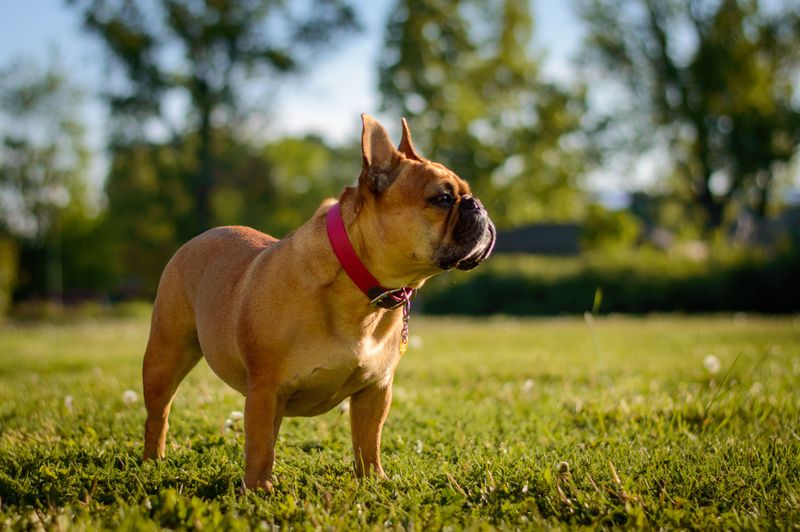 10 dogs whose popularity can create unexpected security concerns - plus 2 ways to reduce the risk 2 French Bulldog