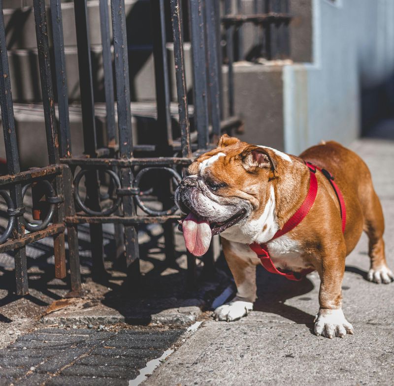 13 Dog Breeds That Handle Schedule Changes Poorly And How To Prepare Them 8 Bulldog