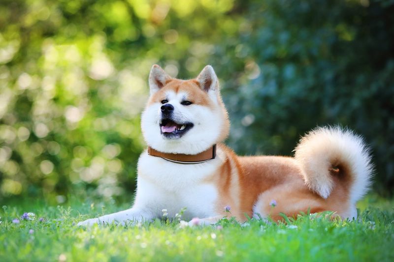 These 10 calm dogs guard their owners with silent confidence, plus 2 more steady protectors 9 Akita