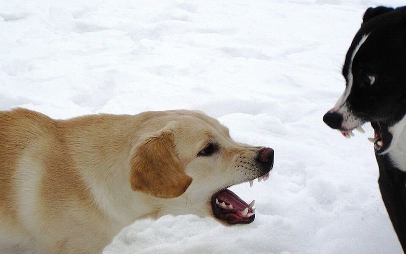 Growling without clear reason
