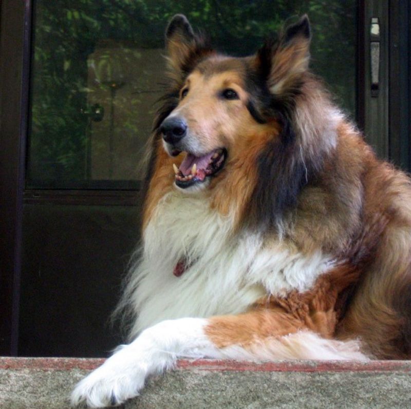 Looking for unwavering devotion? Start with these remarkable dog breeds 8 Rough Collie