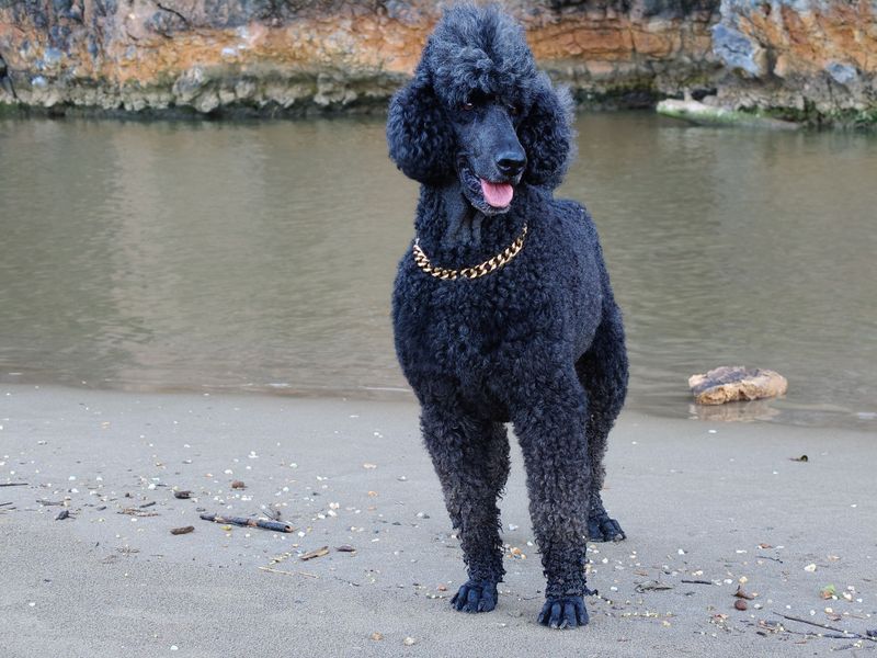 Standard Poodle