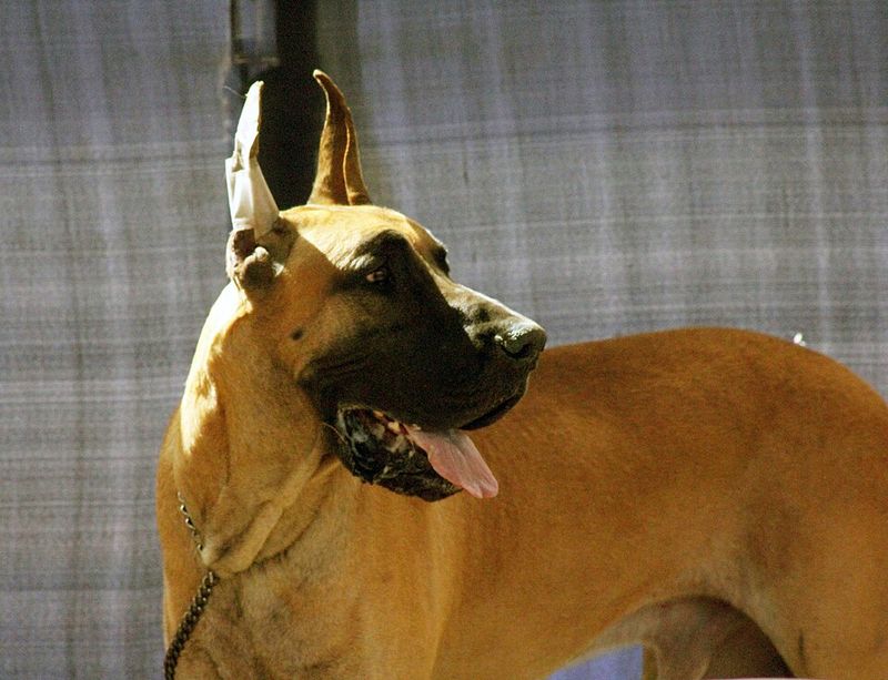 Not every dog needs constant excitement to be happy - and these breeds prove it 12 Great Dane