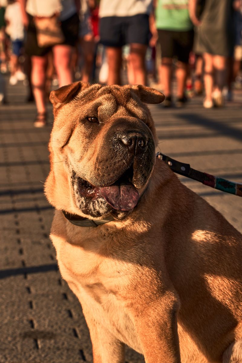 10 dog breeds that can make vet visits easier with early handling practice - plus 4 that may need extra patience 15 Shar-Pei