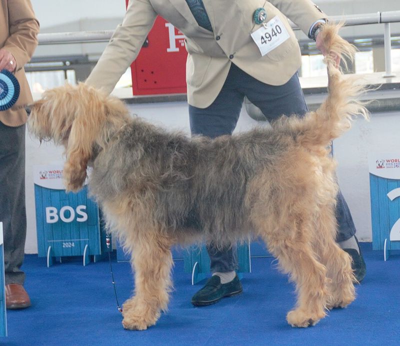 Otterhound